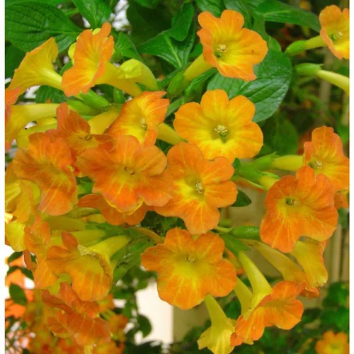 Idée jardin:Streptosolen - Le pot de 6 litres