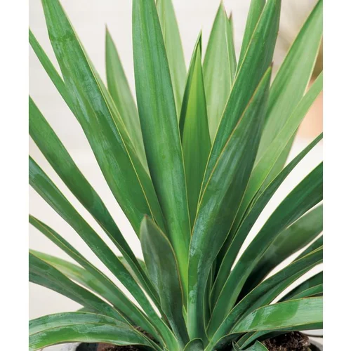 Jardin déco:Yucca Gloriosa - pot 10 L