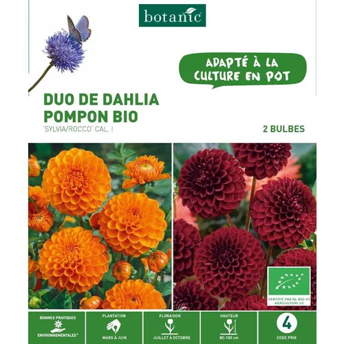 Côté végétal:Duo de Dahlia Pompon bio Sylvia/Rocco orange/violet botanic® - 2 bulbes