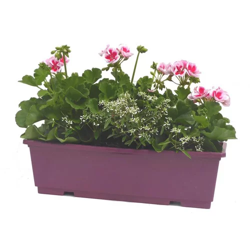 Facile à intégrer à l’extérieur:Géranium zonale + euphorbes blanche - La jardinière de 40 cm