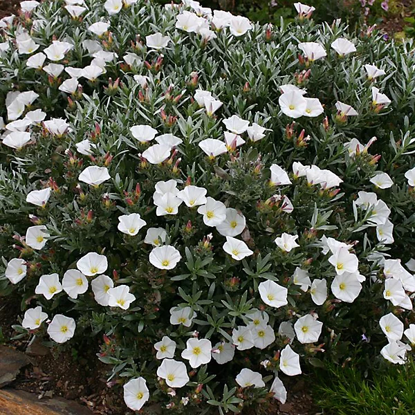 2 x Liseron cneorum | Convolvulus cneorum – 25 – 30 cm pot