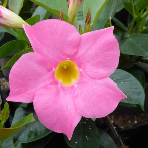 Bien pensé jardin：Dipladénia ou Mandevilla à fleurs multicolores - Le pot de 0,5 litre