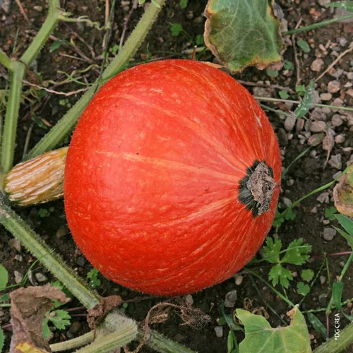 Un atout pour vos extérieurs:Potimarron Huchiki Kuri Bio. La barquette de 6 plants