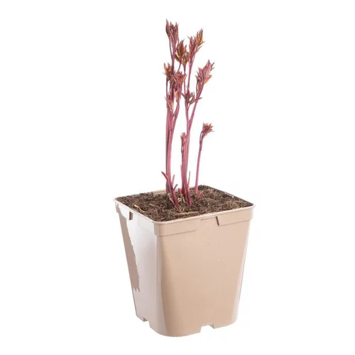 Nature utile:Pivoine Général MacMahon - Le pot de 5 litres