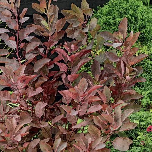 Choix extérieur：Arbre à perruques Grace rouge. Le pot de 3 litres