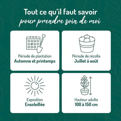Pour plus de confort au jardin：Groseillier A Grappe Blanka Bio. Le pot de 2 litres