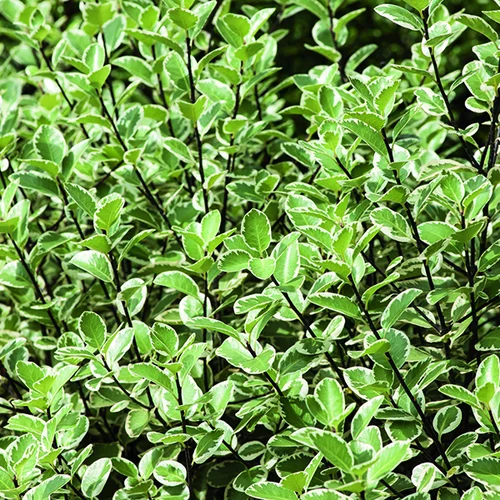 Pour votre espace extérieur：Pittosporum tenuifolium Saundersii botanic®. Le pot de 3 litres