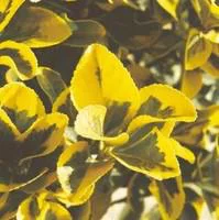 Le pratique pour l’extérieur:Euonymus variés - Le pot de 10.5 cm