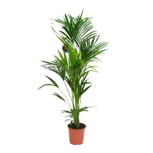 Confort nature：Kentia forsteriana 180 cm. Le pot de 24 cm