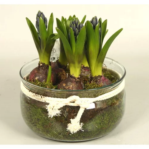 Moderne extérieur:Narcisse tête a tête - La coupe de 20 cm