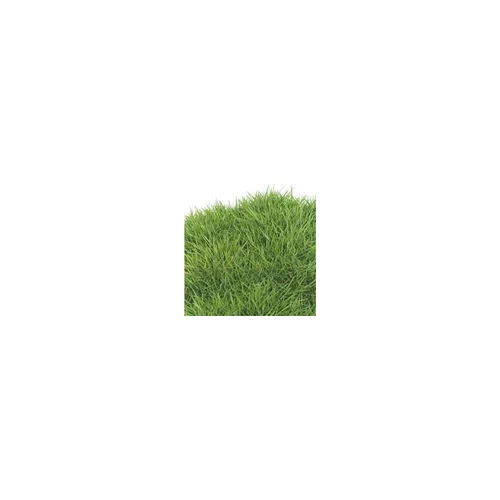 Solution utile：Zoysia Tenuifolia - La barquette de 6 plants