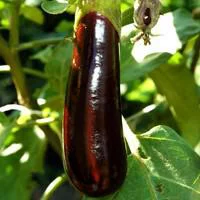 Le jardin au quotidien:Aubergine. La barquette de 4 plants