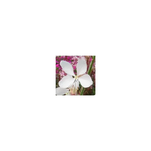 Solution jardin:Gaura Lindheimeri. Le pot de 6 litres