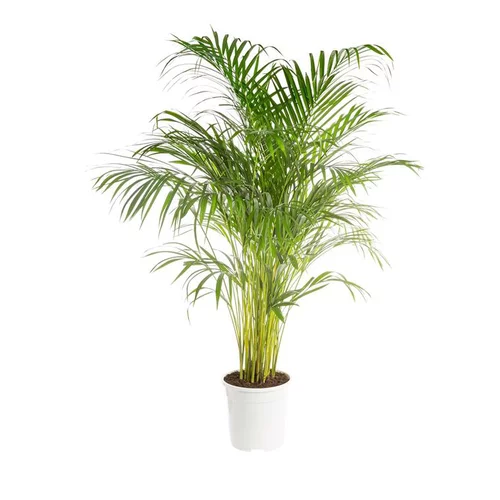 Accessoire jardin：Areca pot Ø27 cm/ H140 cm