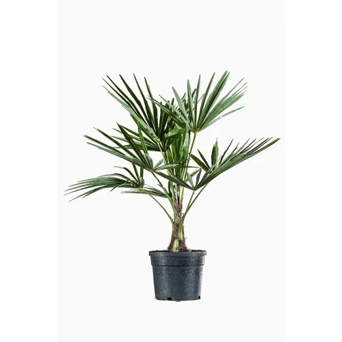 Mieux dehors：Palmier de Chine (Chamaerops Excelsa). Le pot de 4 litres