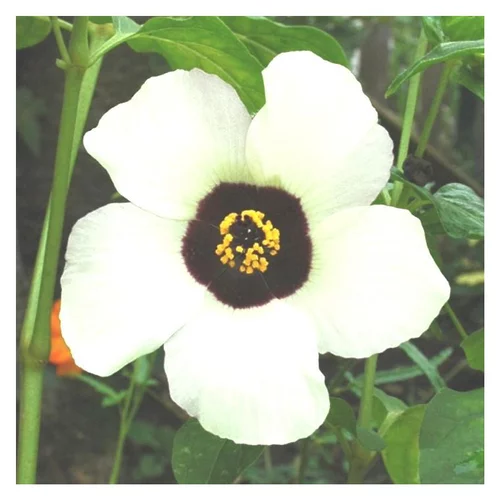 Jardin utile:Hibiscus Sabdariffa - Le pot de 3 litres