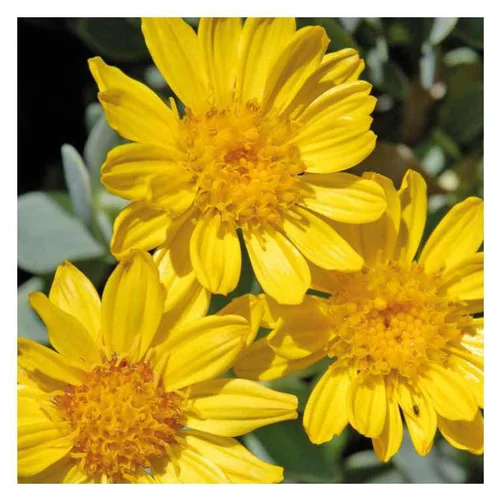 Solution pour le jardin:Queue de castor jaune - Le pot de 9 x 9 cm