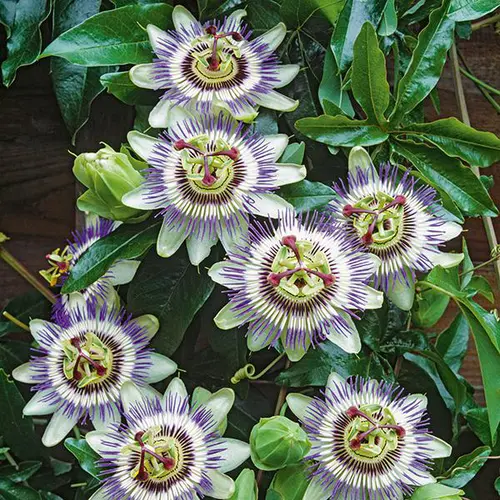 Style nature:Passiflore bleue botanic®. Le pot de 1,3 litre
