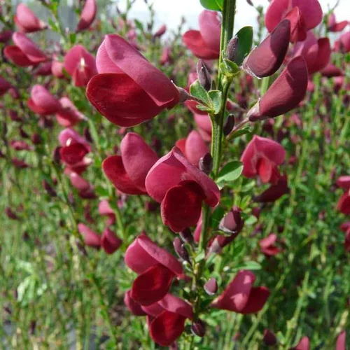 Moderne extérieur:Genêt Boskoop Ruby (Cytisus) rouge. Le pot de 3 litres