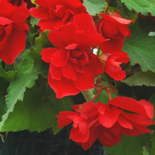 Pensé pour le jardin：Begonia Tubereux. Le pot de 0,5 litre