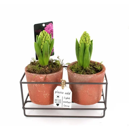 Pratique au jardin:Jacinthes x 2 en pot décoratif de 19 cm
