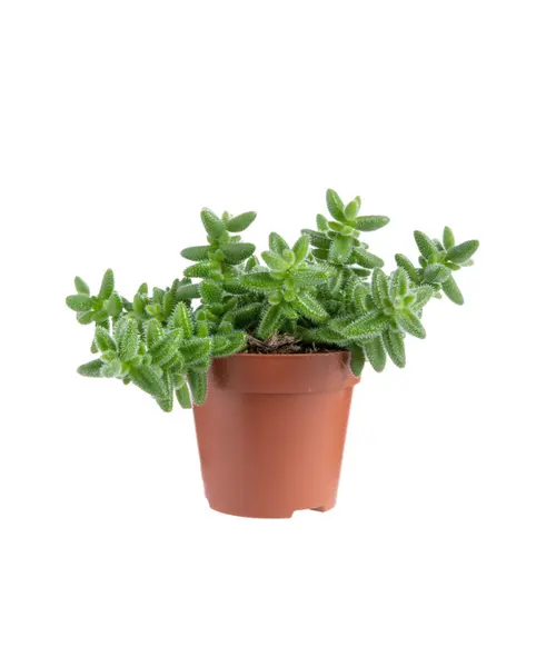 Équipement au jardin：Delosperma echinatum (pickle plant). Le pot Ø 12 cm