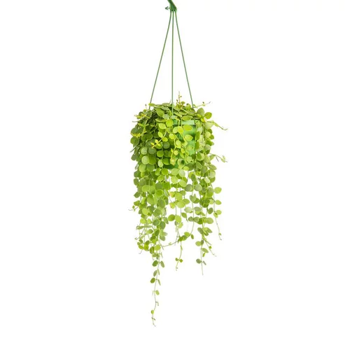 Jardin essentiel：Suspension mix - Ø 14 cm