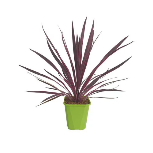 Pour les espaces verts:Cordyline Pink Passion en pot de 4 litres