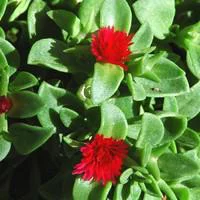 Nature pratique：Apténia rouge. Le pot de 1 litre