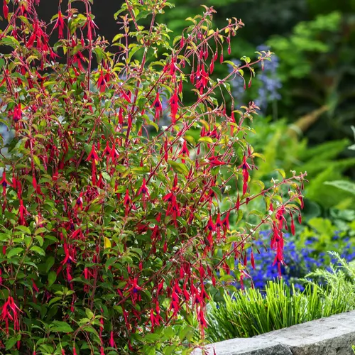 Style jardin:Fuchsia ‘Riccartonii’ - Le pot de 2 litres