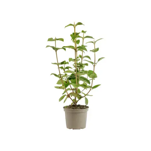 Pour améliorer votre jardin：Viburnum lantana coloris vert – 3 L