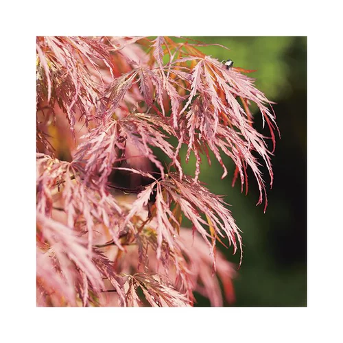 Jardin expert:Erable du Japon (ACER PALMATUM DISSECTUM ORNATUM ) Le pot de 50 litres