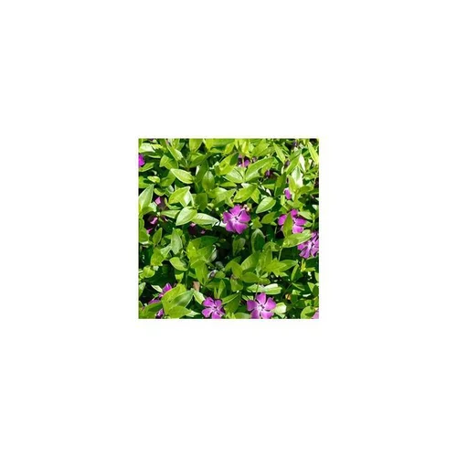 Jardin durable：Petite pervenche - Le pack de 6 plants