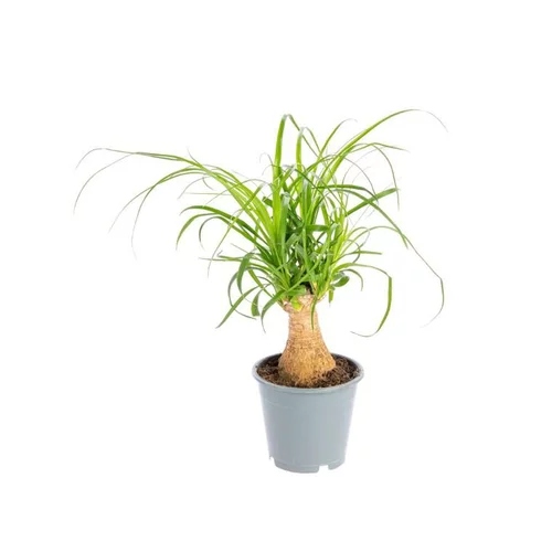 Bien pensé extérieur：Beaucarnea. Le pot Ø 12 cm
