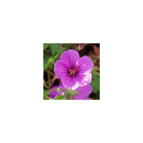 Jardin & pratique:Geranium Dilys - Le pot de 1 litre