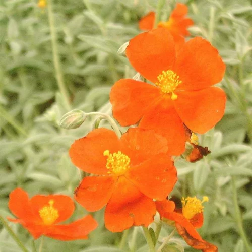 Pour vos espaces:Hélianthème henfield brilliant rouge en pot de 2 L