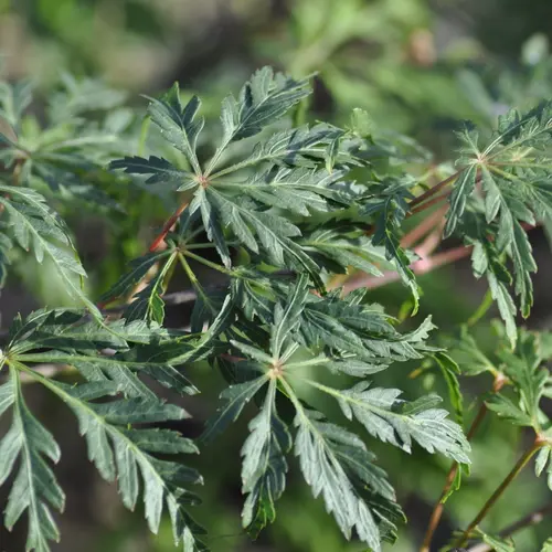 Vie au jardin：Erable du Japon (ACER PALMATUM DISSECTUM PALMATIFIDIUM ) Le pot de 30 litres