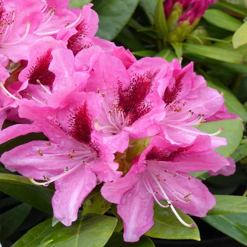 Extérieur plaisir:Rhododendron Mix. Le pot de 2 litres