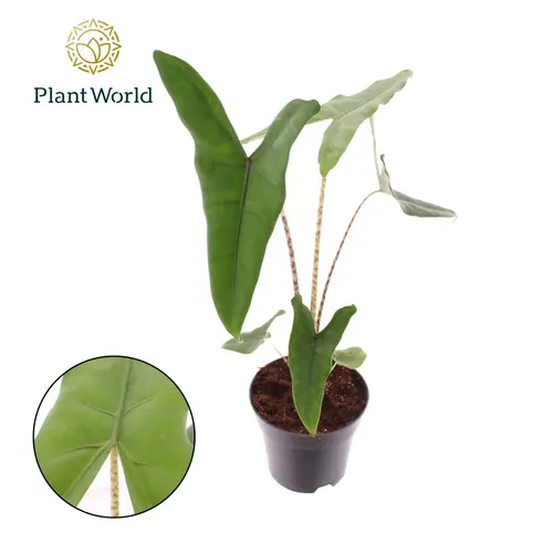 Qualité au jardin:Alocasia Zebrina. Le pot de Ø 14 x H 45 cm