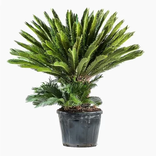 Jardin chez vous:Cycas Revoluta. Le pot de 70 litres