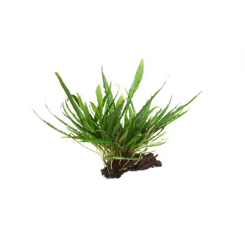 Un atout pour vos extérieurs：Microsorum pteropus sur racine S