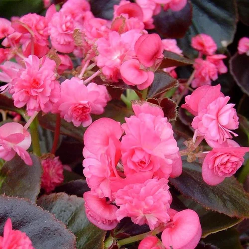 Pensé pour vos extérieurs:Bégonia à massifs à fleurs doubles - Le pot de 2,5 litres