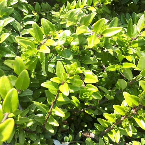 Pour vos envies de jardin:Chèvrefeuille à feuille de buis ou Lonicera nitida maigrum. Le pot de 3 litres