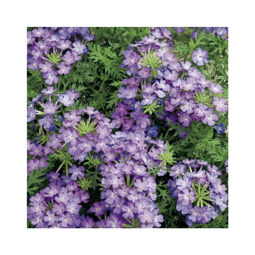Pour mieux équiper vos extérieurs:Verveine retombante bleu clair et foncé - Le pack de 6 plants