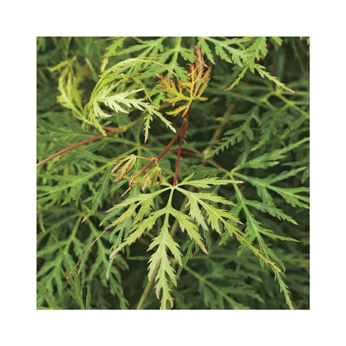 Pour un jardin plus pratique：Erable du Japon (ACER PALMATUM DISSECTUM EMERALD LACE ) Le pot de 50 litres
