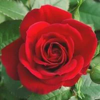 Pour vos moments au jardin:Rosier miniature palissé - Le pot de 1 litre