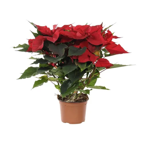 Jardin bien-être:Poinsettia rouge en pot Ø 13 à 14 cm