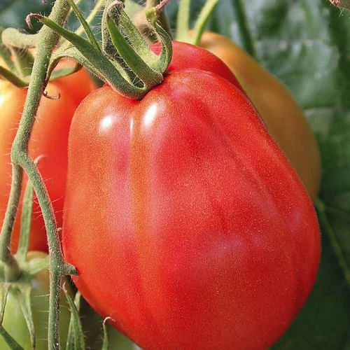 À adopter pour l’extérieur:Plant Greffe Tomate Côtelee Corazon Bio. Le pot de 1 litre