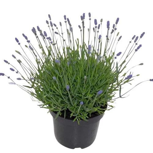 Pour simplifier vos extérieurs:Lavande. En pot de 2 litres