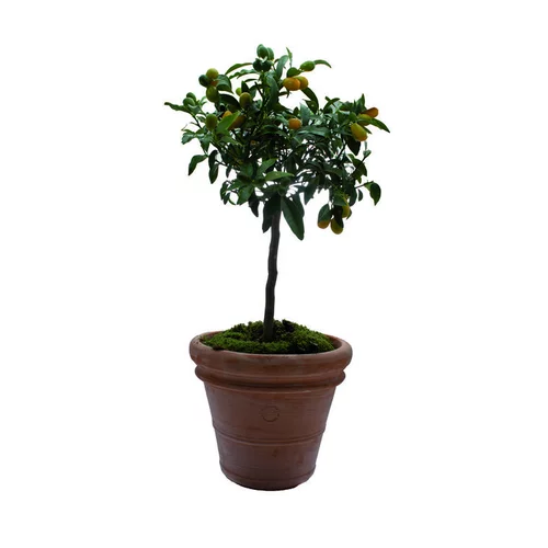 Maison et jardin：Pot Toscane en terre cuite claire - Ø50 x H41